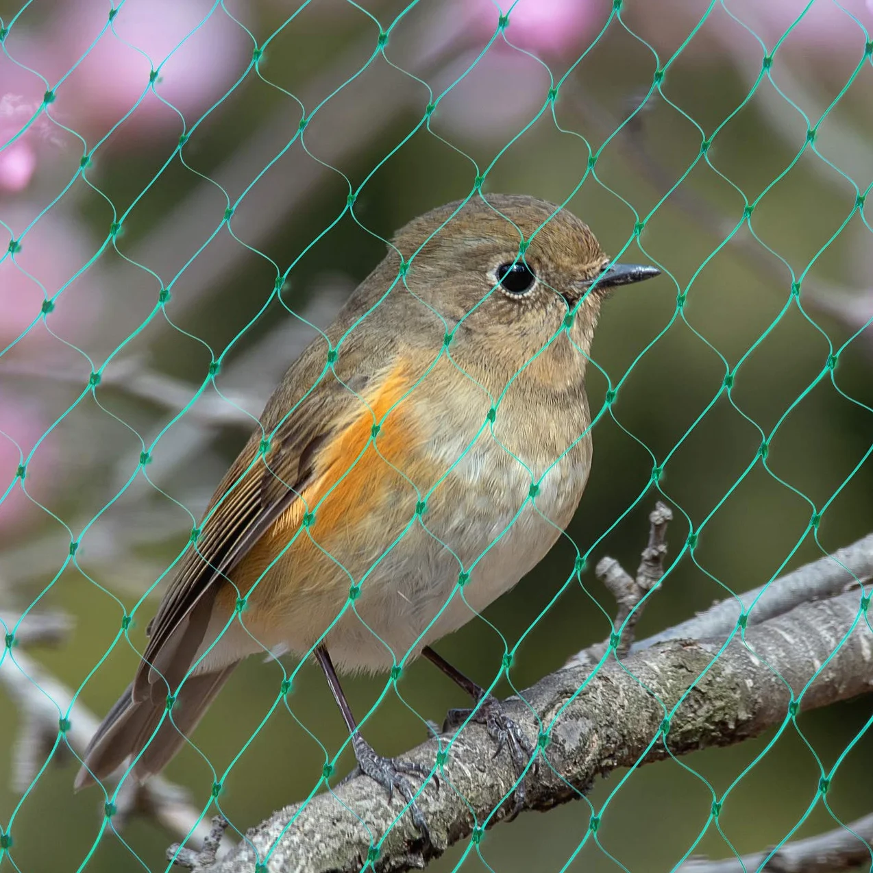 GWHOLE Malla Antipájaros 10m x 4m Roja Protección para Jardín Cultivos Plantas