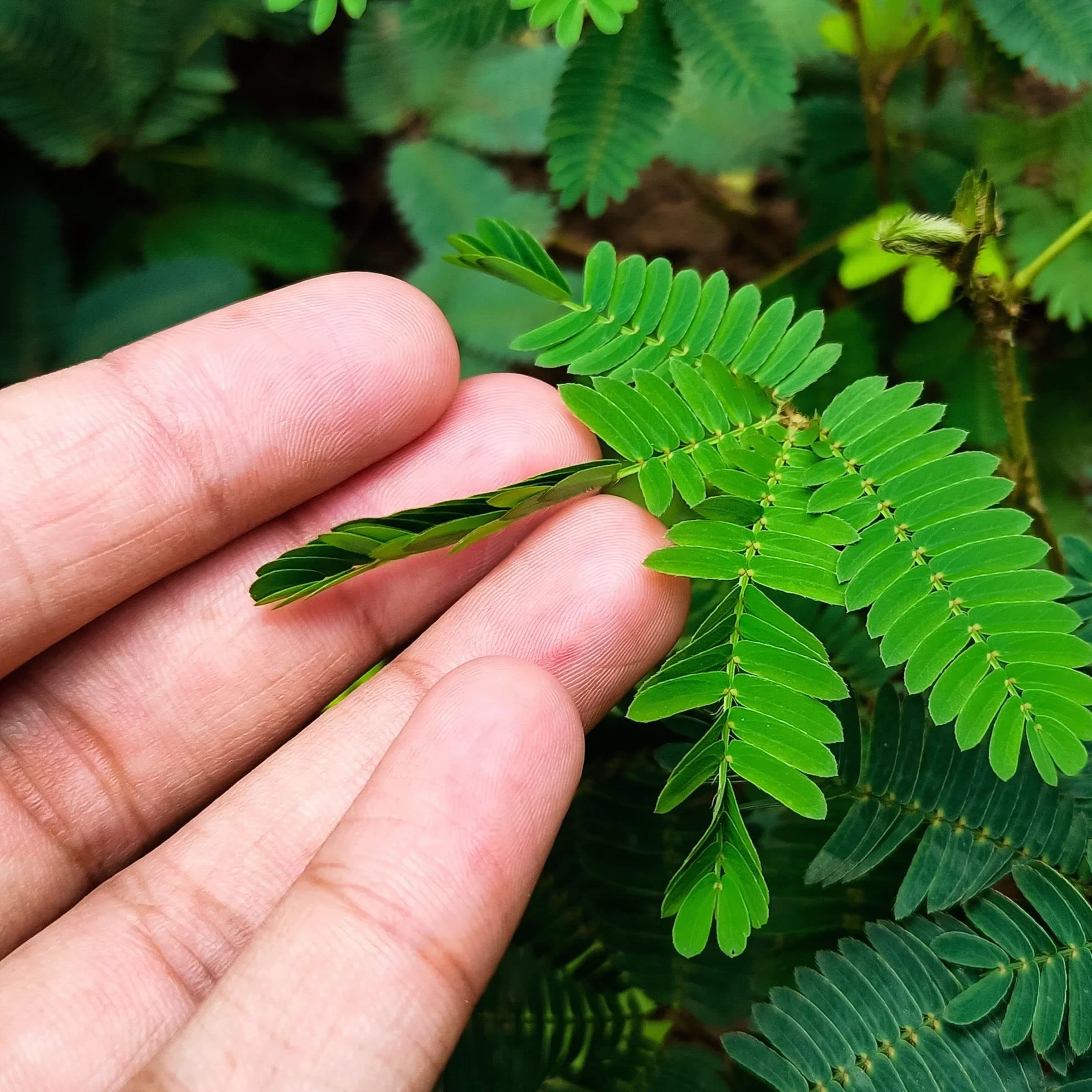 GROW2GO Mimosa Pudica Starter Kit de cultivo - Mini Invernadero, semillas y juego de plantación