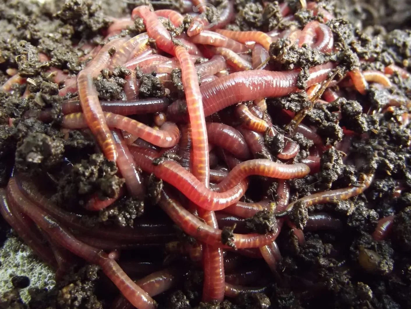 LOMBRIZ ROJA CALIFORNIANA 100 Unidades Contadas a Mano