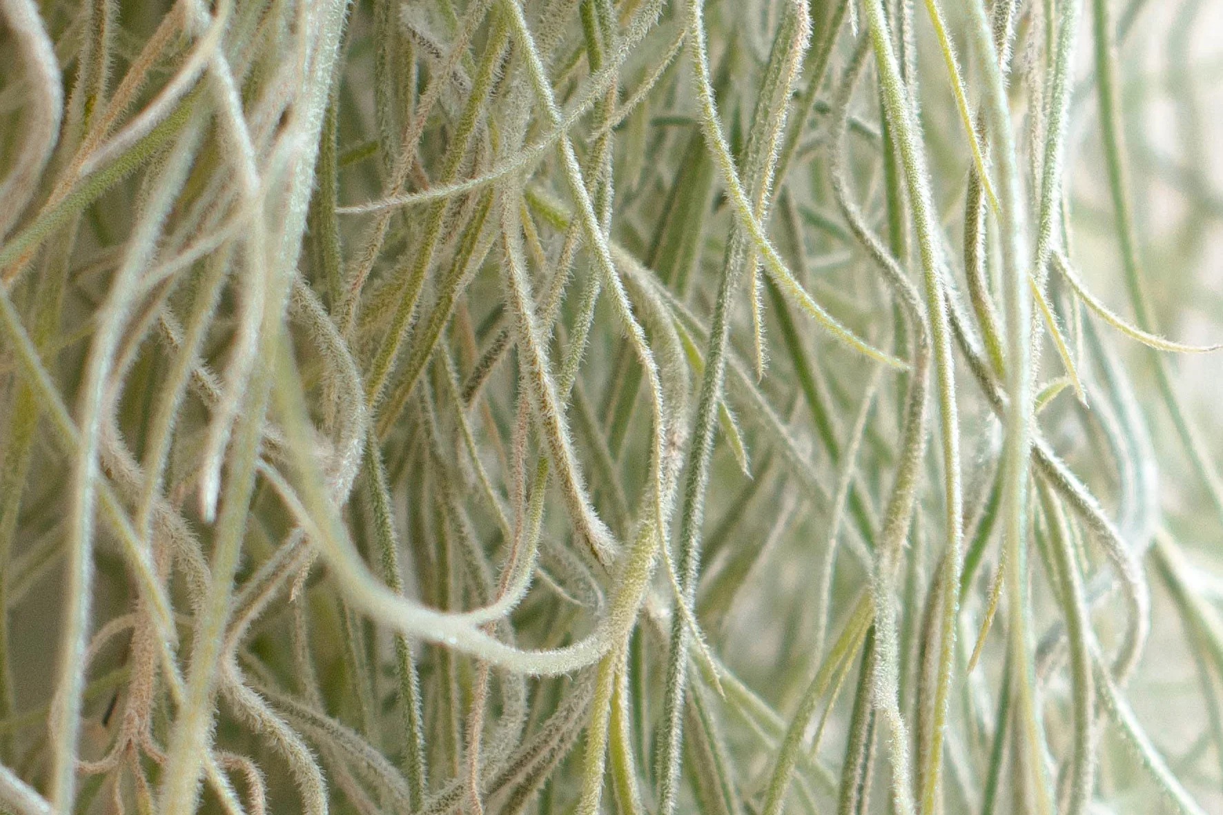 Tillandsia Usneoides Natural - Clavel del Aire - Planta Colgante de Exterior e Interior (50-60 cm)