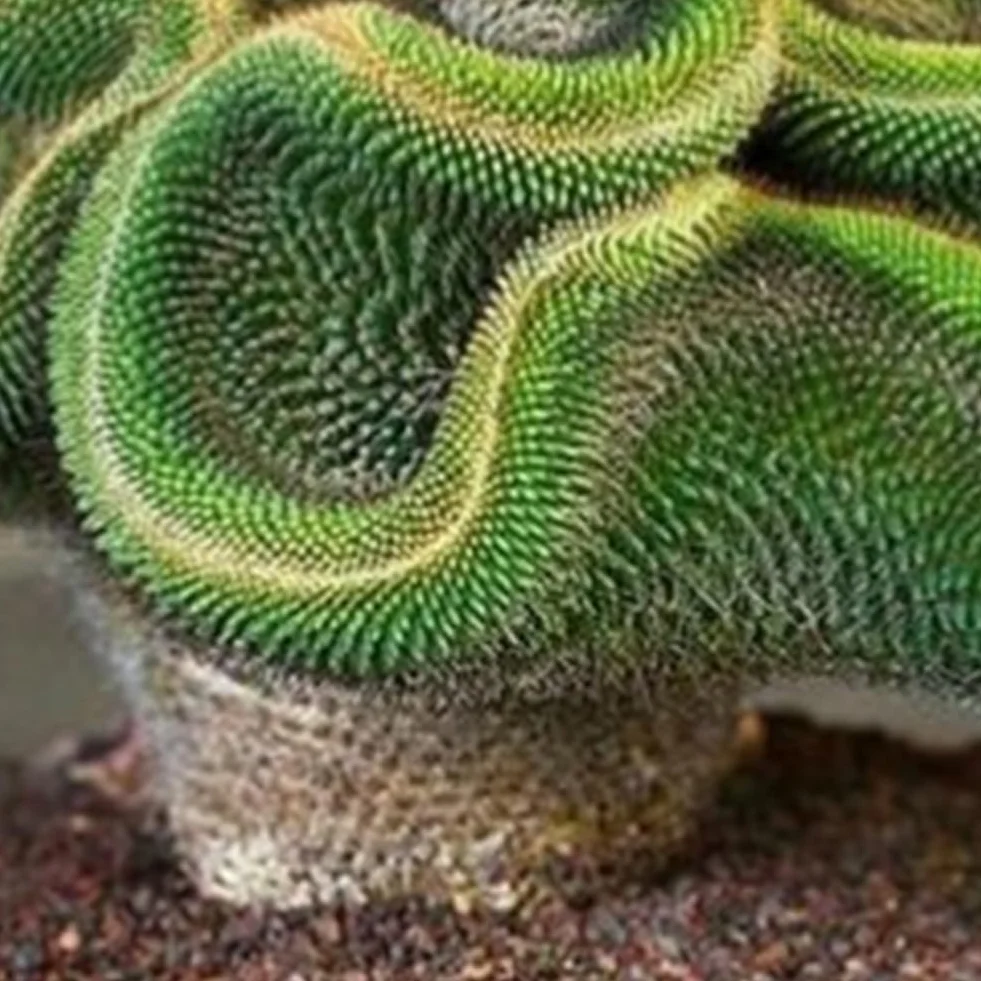 30 Semillas de Cactus Raras Planta Suculenta Decoración Hogar Oficina Bonsai Regalos Jardinería