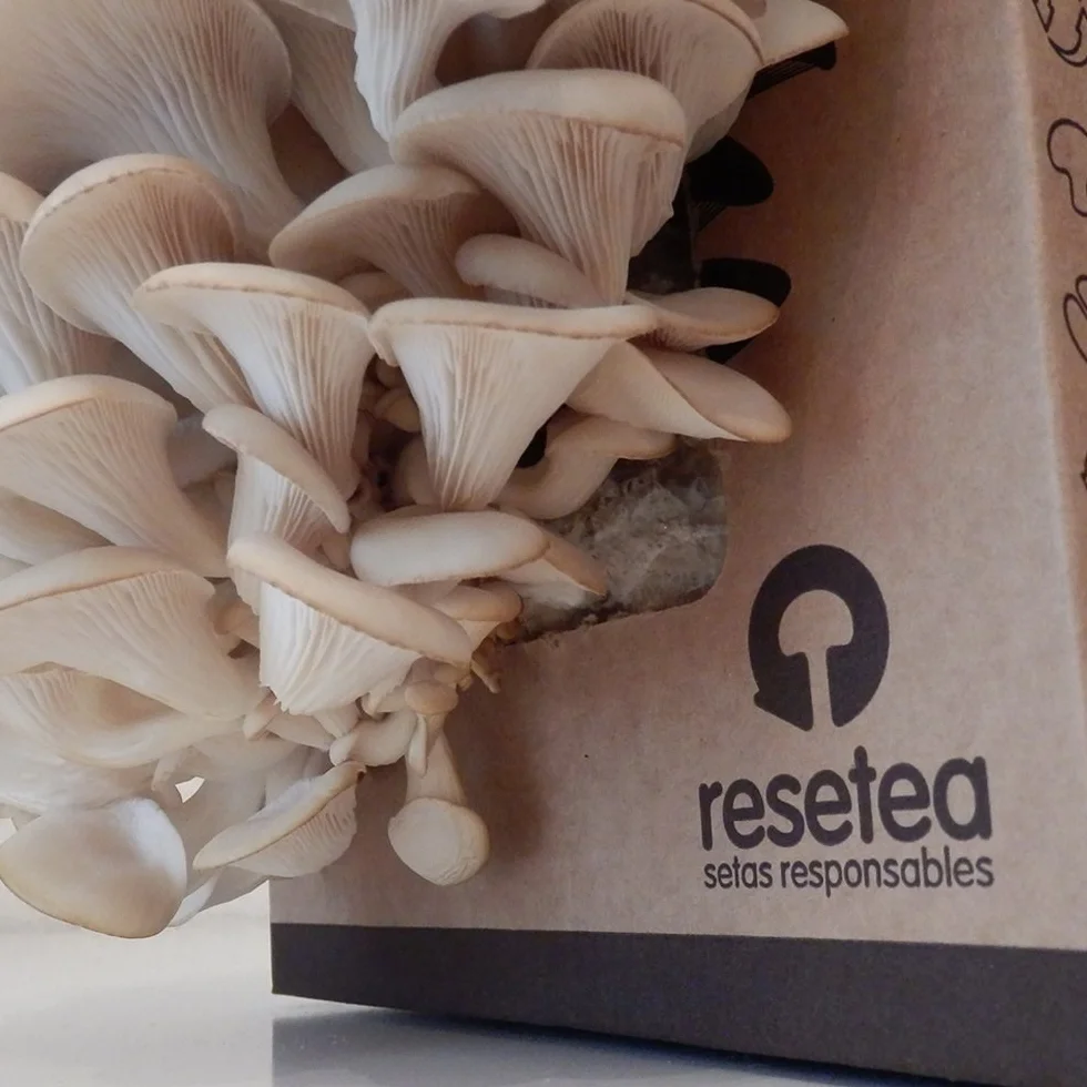Kit Cultivo de Setas Ostra Gourmet Listas en 15 Días Cultiva Tus Propias Setas Frescas