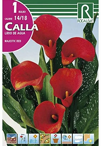 BULBO CALLA LIRIO DE AGUA MAJESTIC RED - 1UD