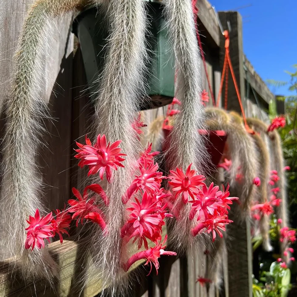 Semillas de Hildewintera colademononis, cola de mono, jardín de rocas 30pcs
