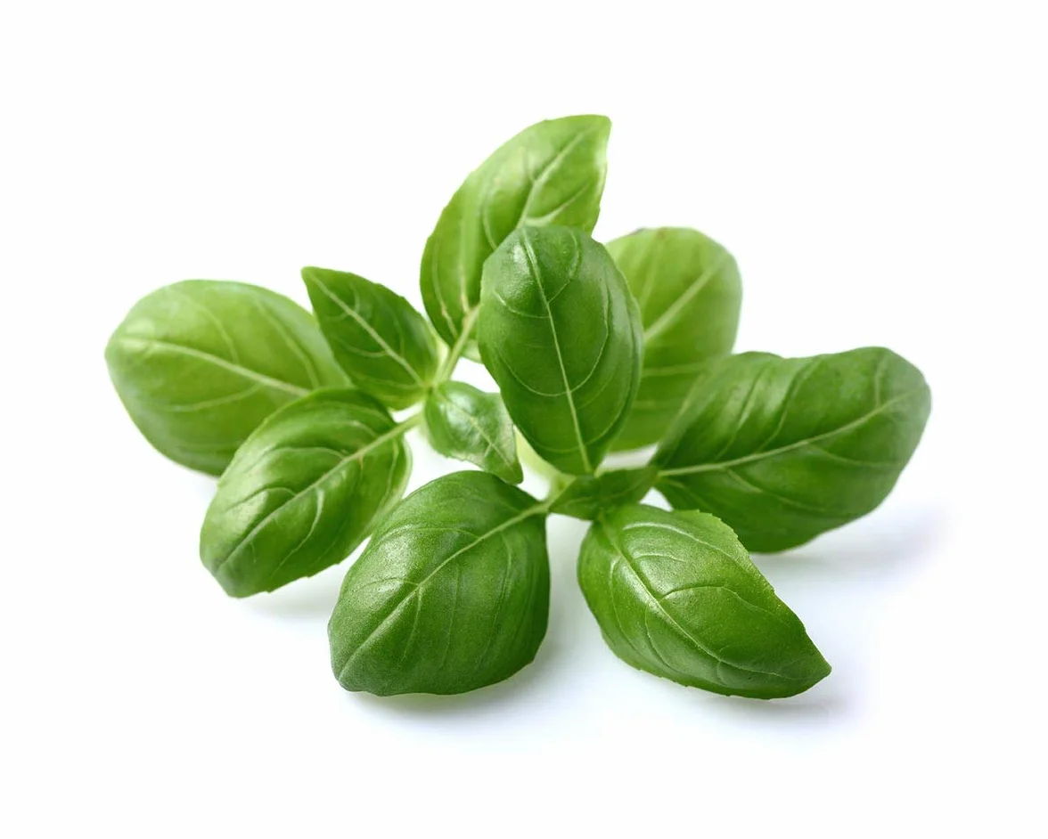 Click & Grow Recambio Cápsulas de Cultivo de Albahaca, Kit de 3 Unidades