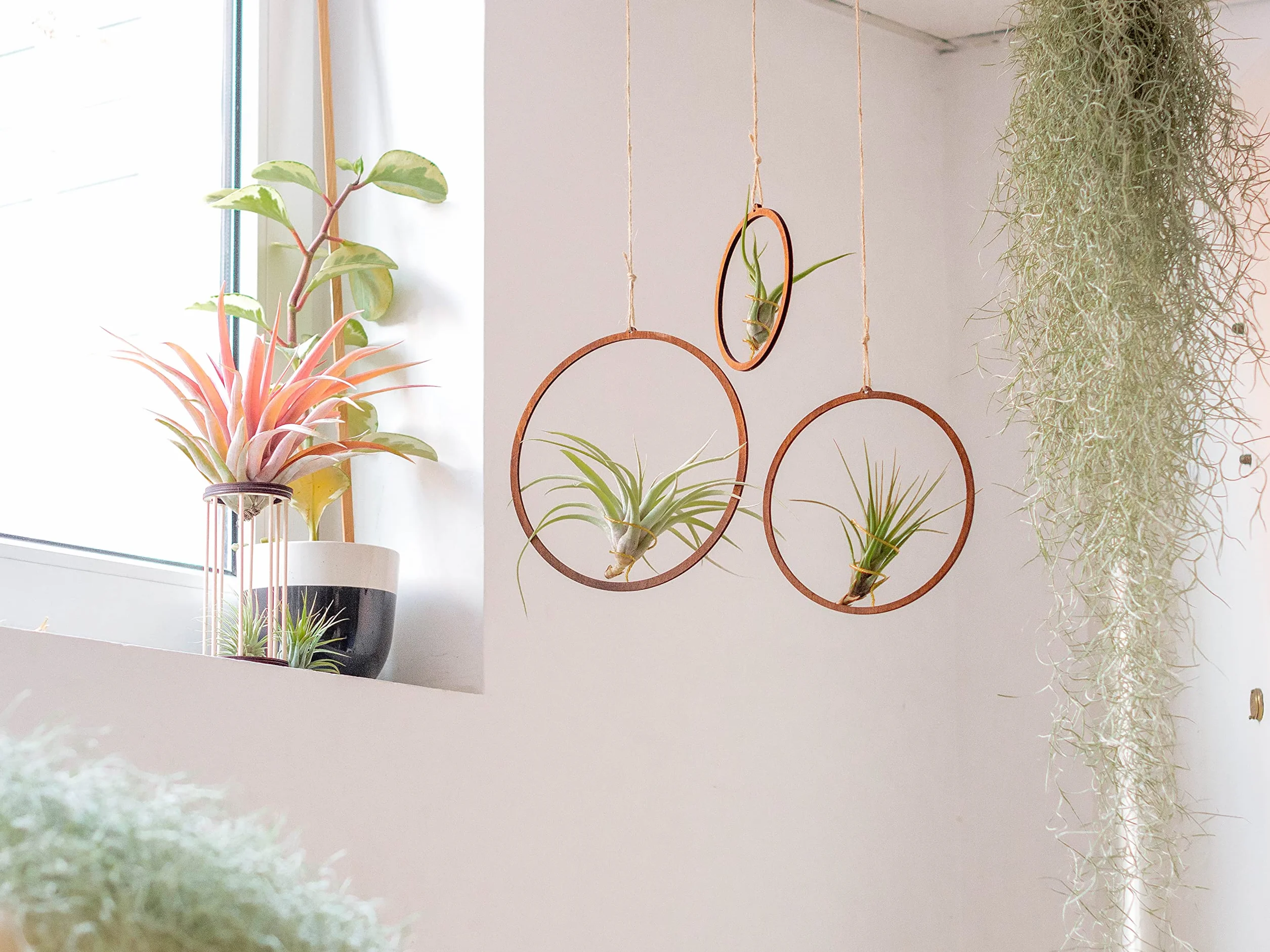 Tillandsia Usneoides Natural - Clavel del Aire - Planta Colgante de Exterior e Interior (50-60 cm)