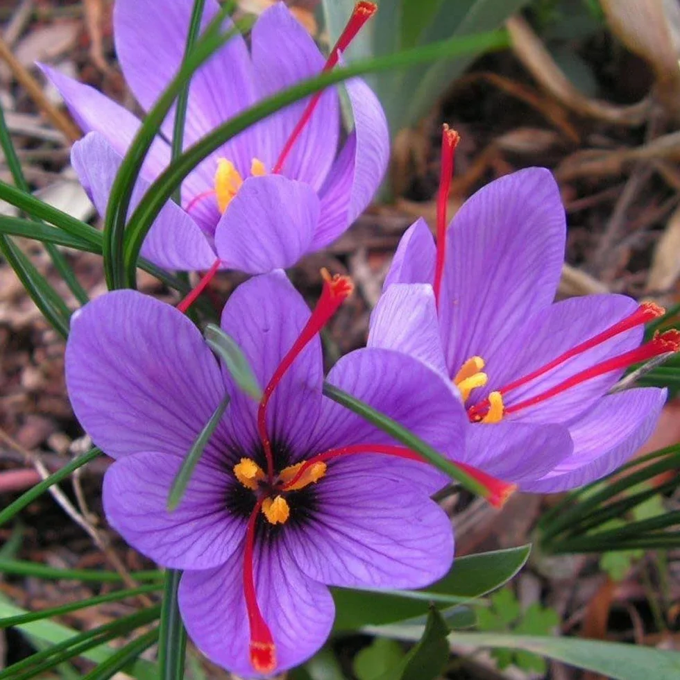 Crocus Sativus de Azafrán 100 Bulbos