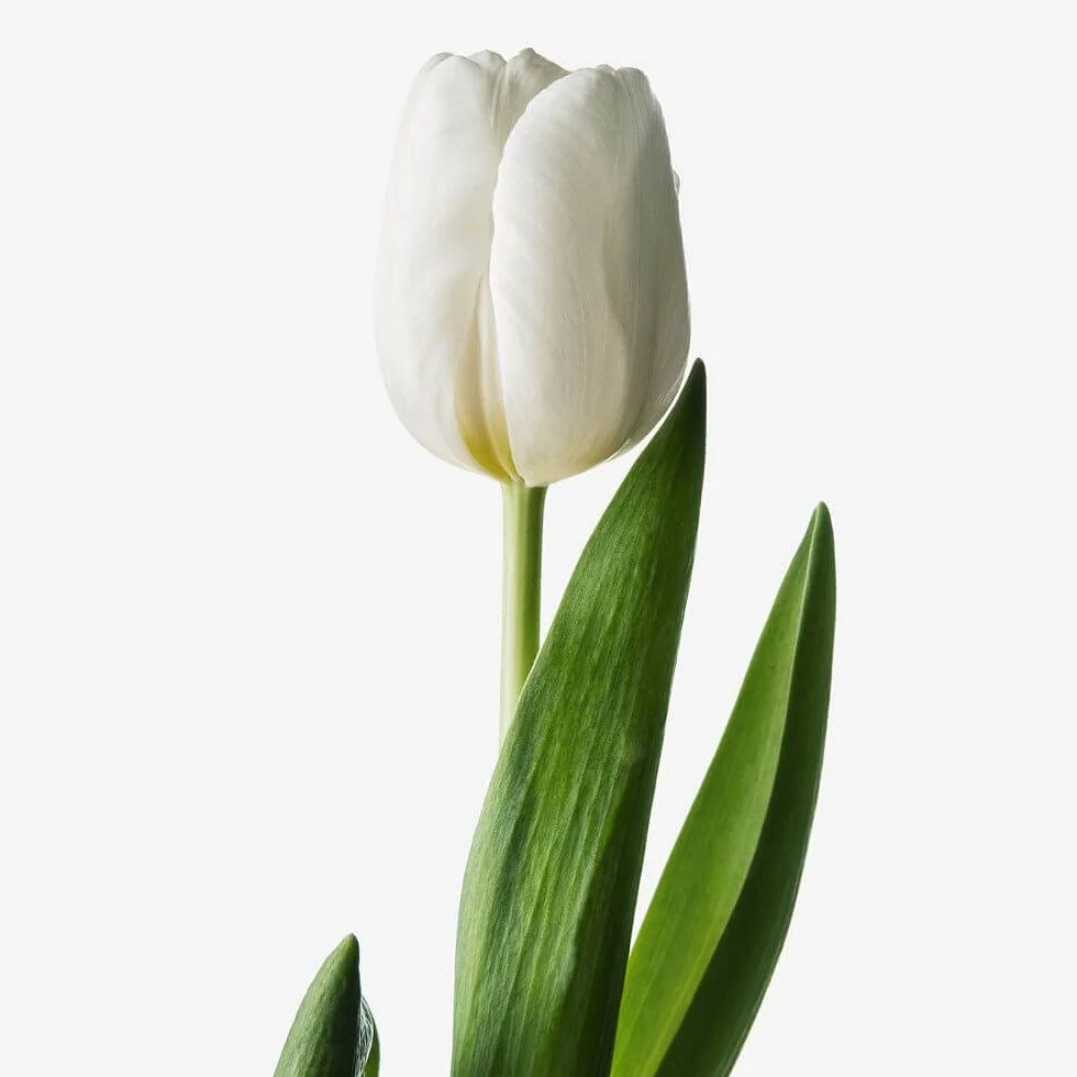 Verdecora Tulipan Mix natural Bulbo de Otoño 20 unidades