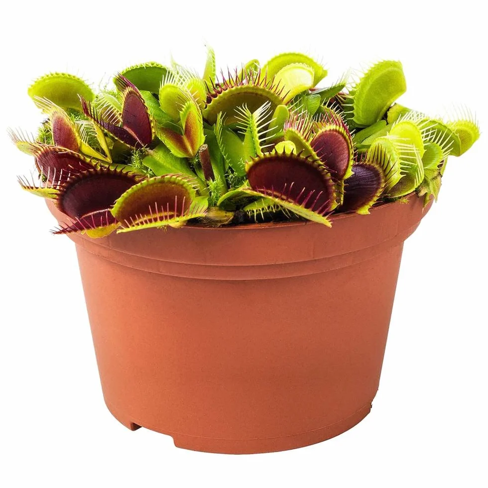 Verdecora Dionaea Muscipula Venus atrapamoscas Planta carnivora interior maceta Ø13cm