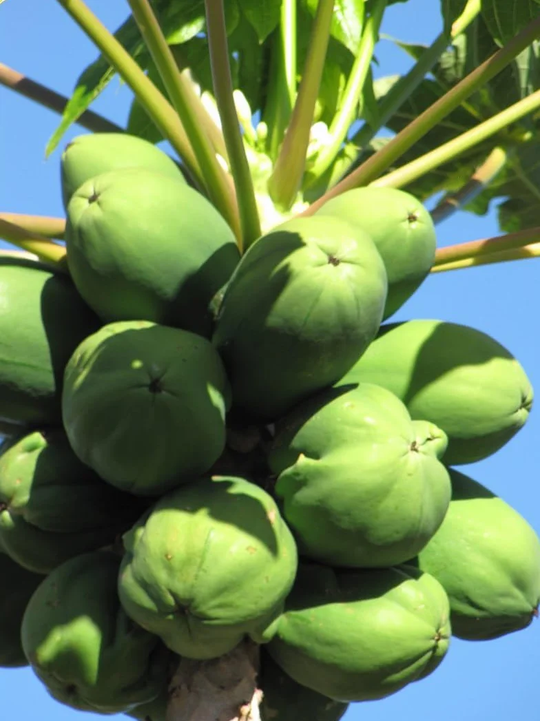 Semillas de Papaya Carica papaya Árbol Frutal Exótico Crecimiento Rápido