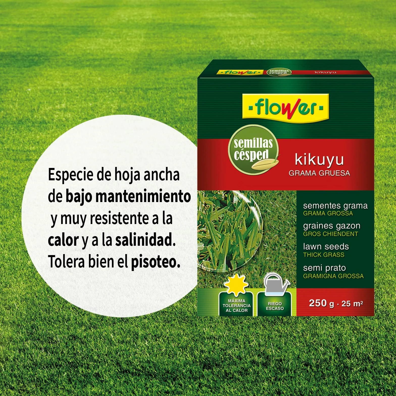 Semillas Kikuyu Césped Resistente Calor Salinidad Bajo Mantenimiento Riego Eficiente Cubre 25 m² Climas Cálidos Costas