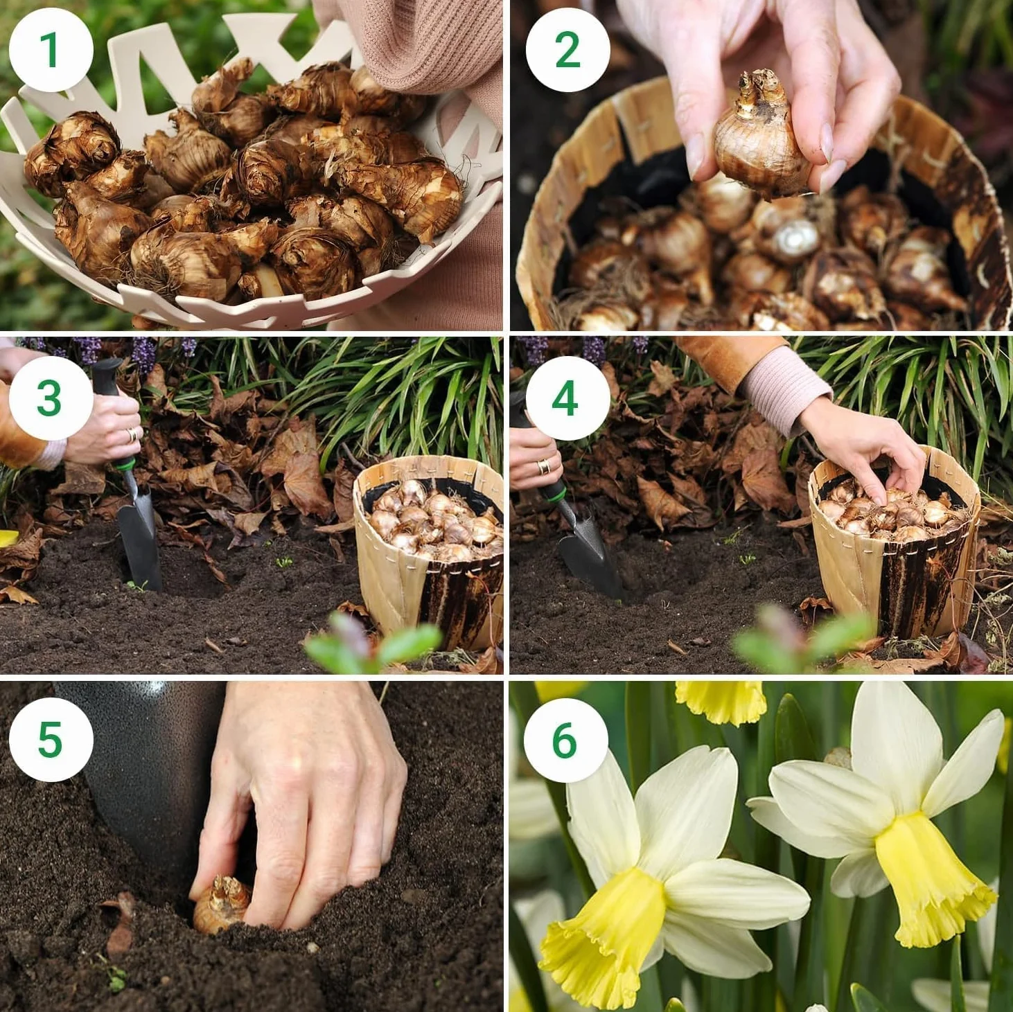 Narcissus Avalanche bulbo de flor de verano 25 piezas mezcla bulbos perennes fragantes Holanda jardín maceta
