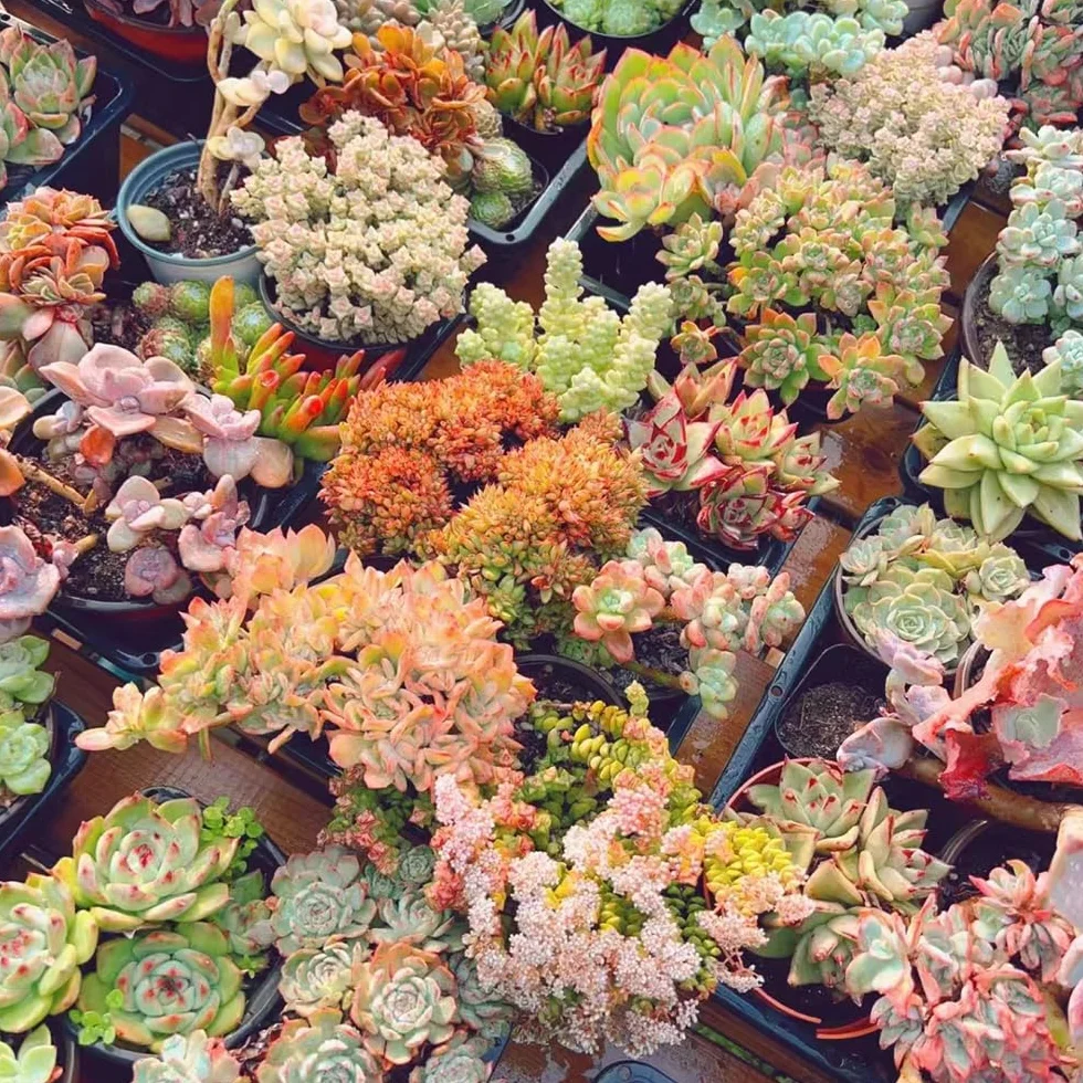 Semillas de Suculentas Resistentes Perennes Jardín Decorativas 55pcs