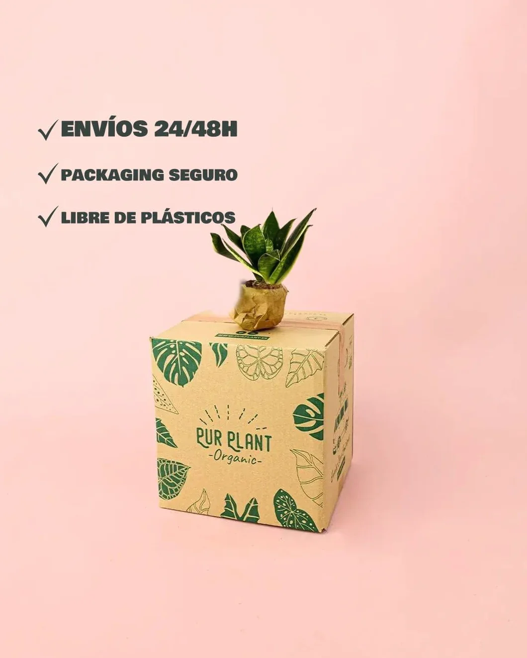 Sansevieria Golden Mini Lengua de Suegra Natural Compacta Maceta Ø5 cm