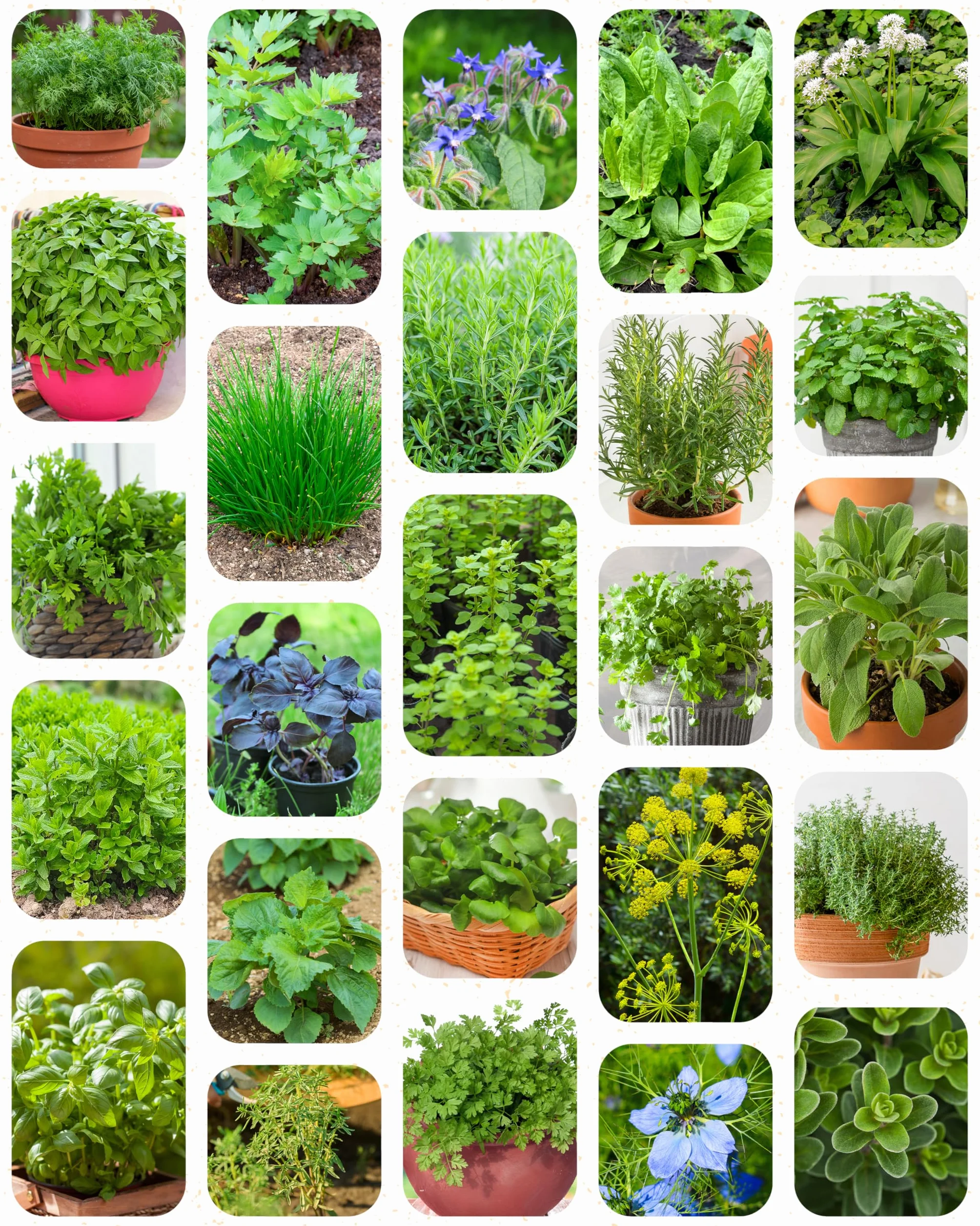 Set de semillas de hierbas aromáticas eco 25 variedades ZenGreens®