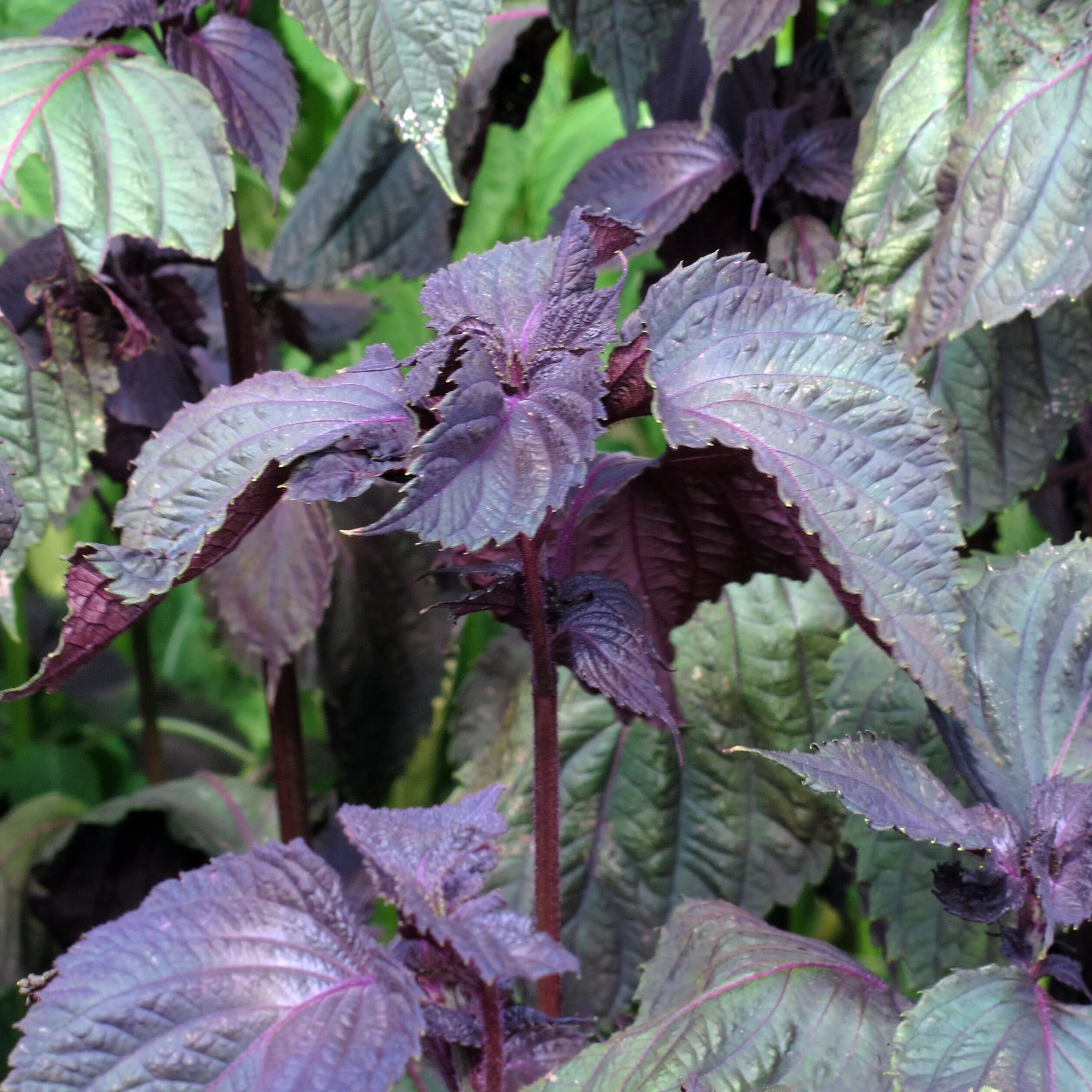 Shiso rojo Perilla frutescens semillas 200
