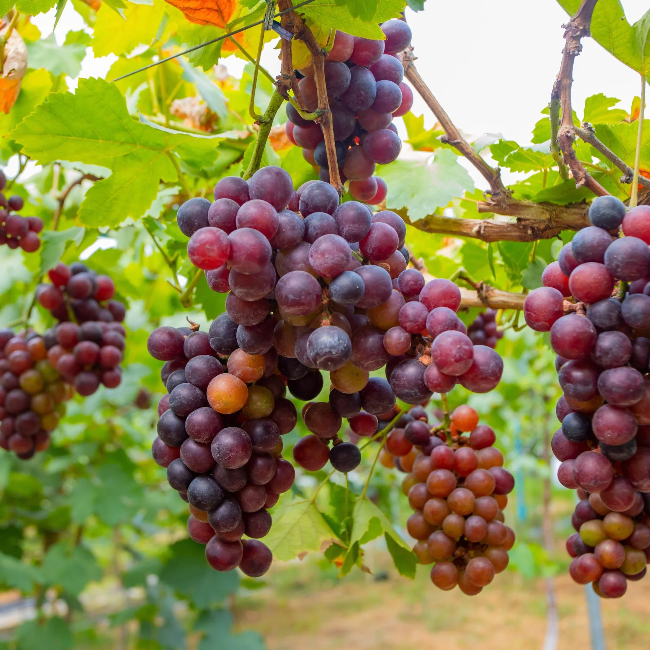Vitis Vinifera Mezcla de 3 Plantas de Uva Maceta 9cm Altura 25-40cm