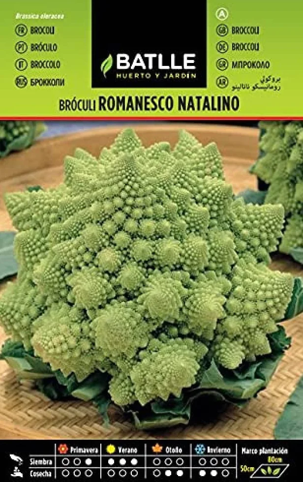 Brokuł ROMANESCO NATALINO