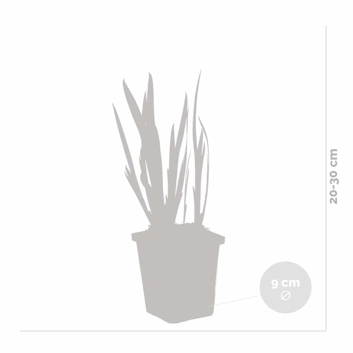 Bloomique Set de 3 Iris pseudacorus Lirio amarillo Plantas de estanque Acuáticas Resistente al frío Altura 20-30 cm Maceta 9 cm