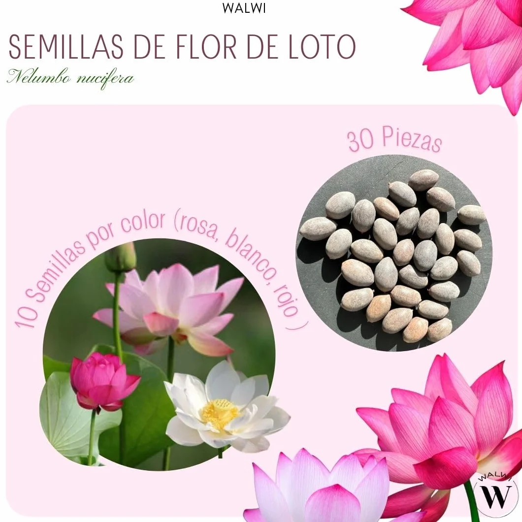 Semillas de loto Nelumbo nucifera 3 colores blanco rosa rojo planta acuática para estanque jardín