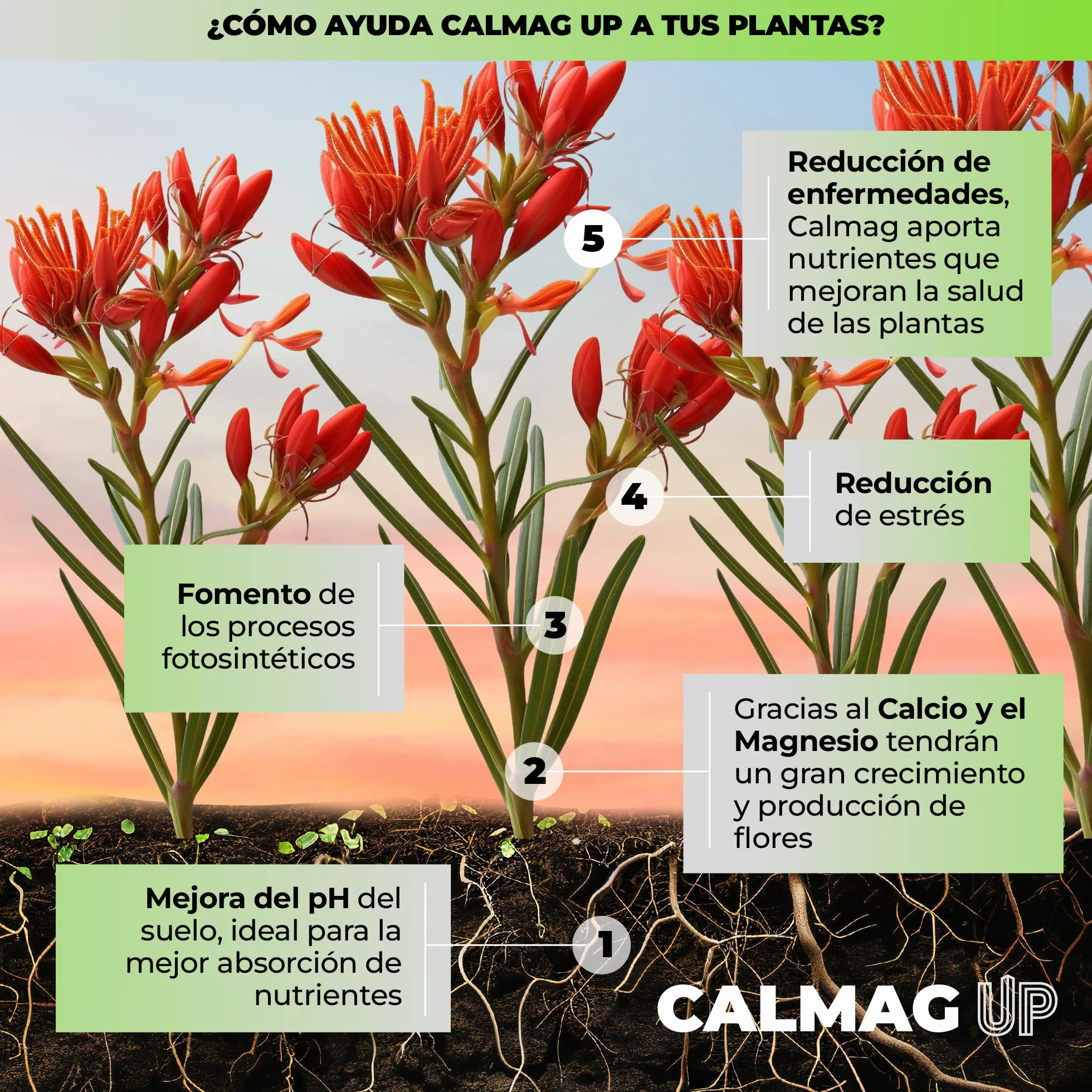 UP NUTRIENTS Calcio y Magnesio CALMAG UP 1 L Fertilizante Orgánico para Plantas y Cultivos