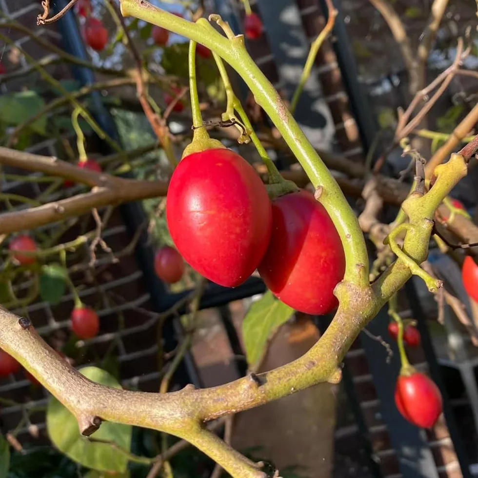 Solanum betaceum semillas de tamarillo 25pcs