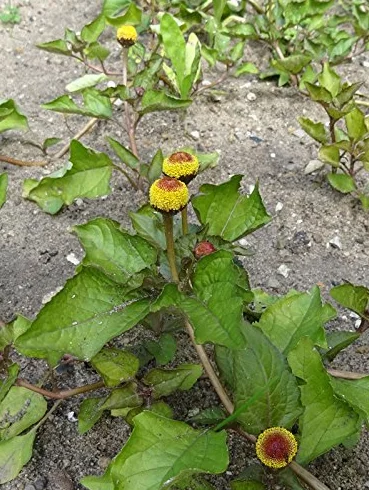 Jambú Spilanthes oleracea 250 semillas