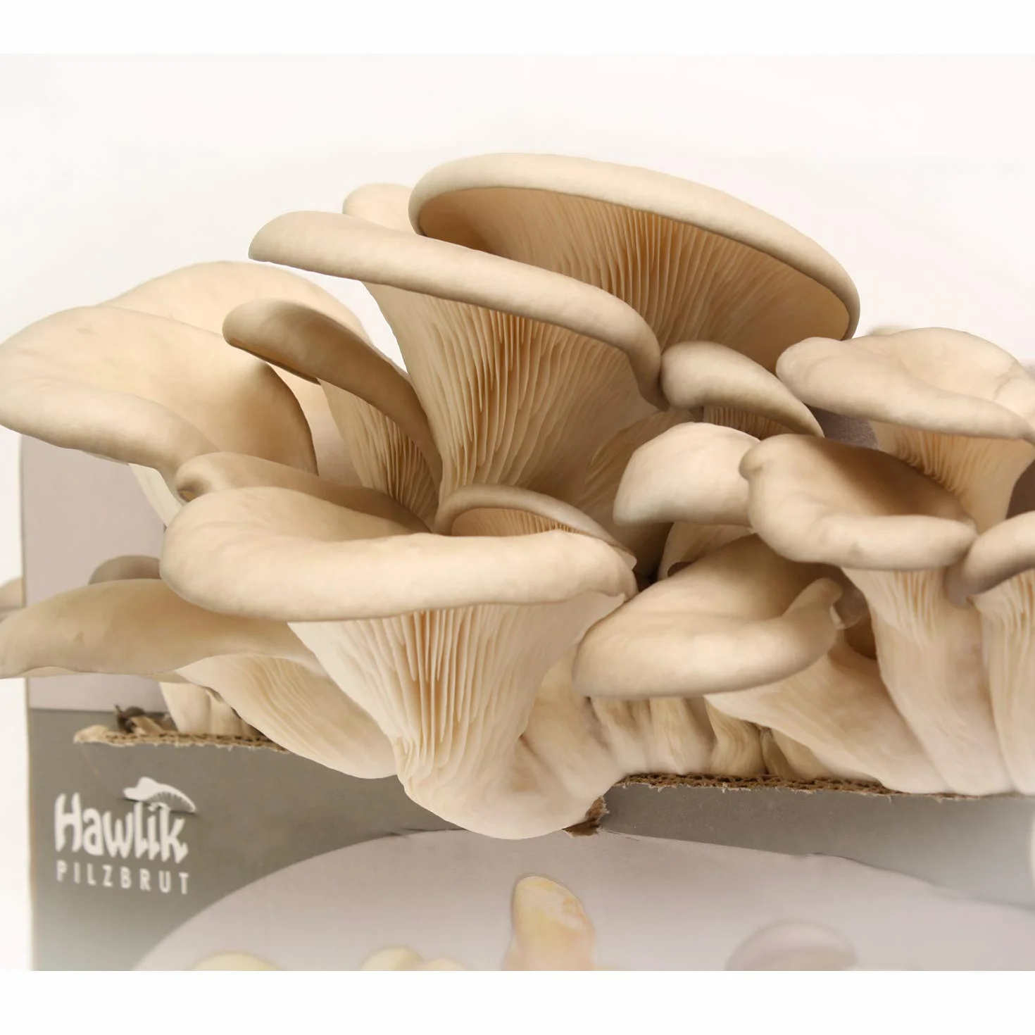 Hawlik Set de cultivo de setas de ostra - Kit pequeño para cultivar y cosechar setas frescas