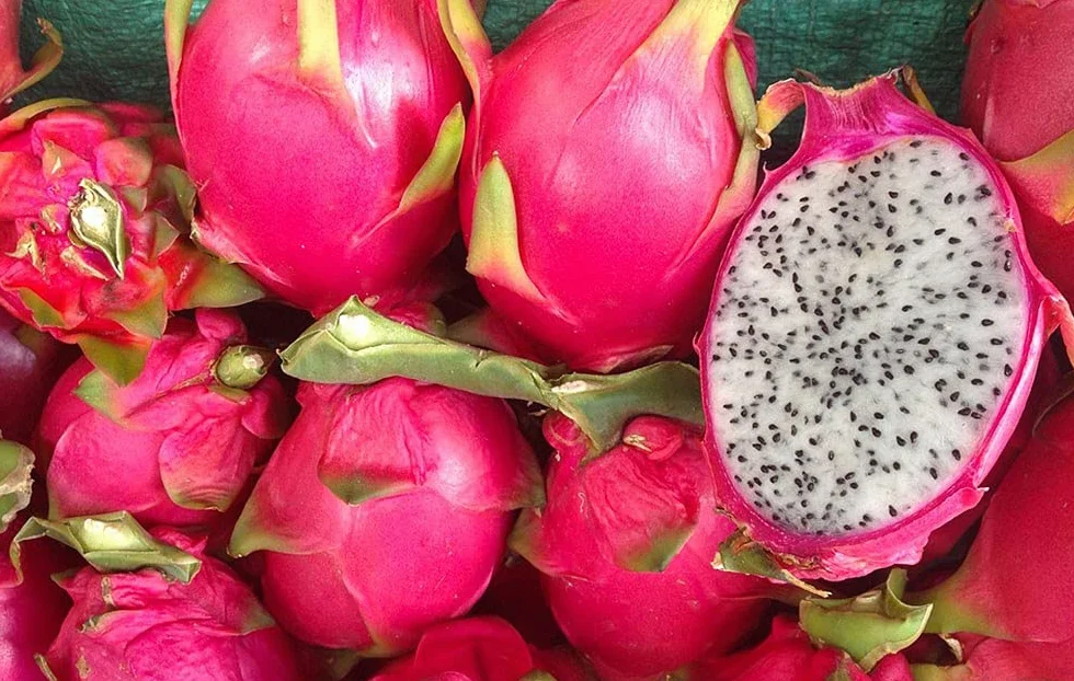 Semillas de Fruta del Dragón (Pitahaya) - 200