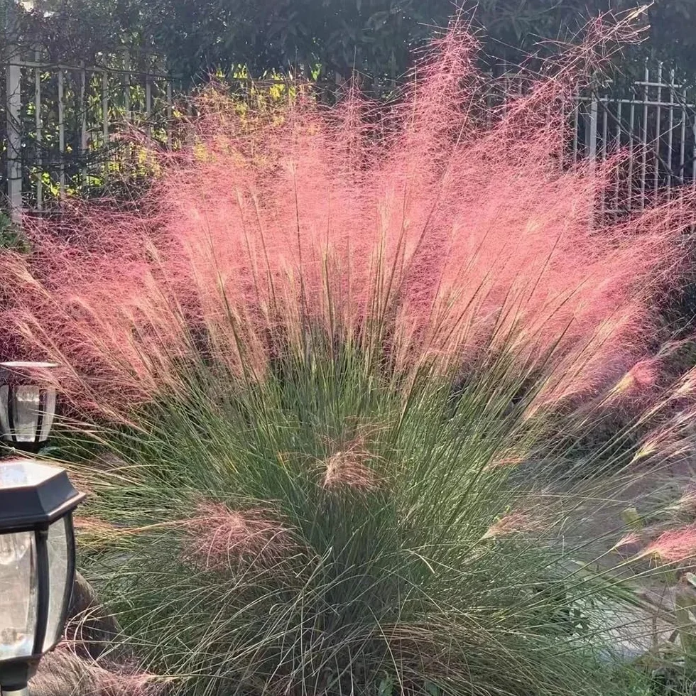 Gramíneas ornamentales - Muhlenbergia capillaris - verdes, de interior en maceta resistentes al jardín ornamental, resistente balcón, de oficina, 200semillas