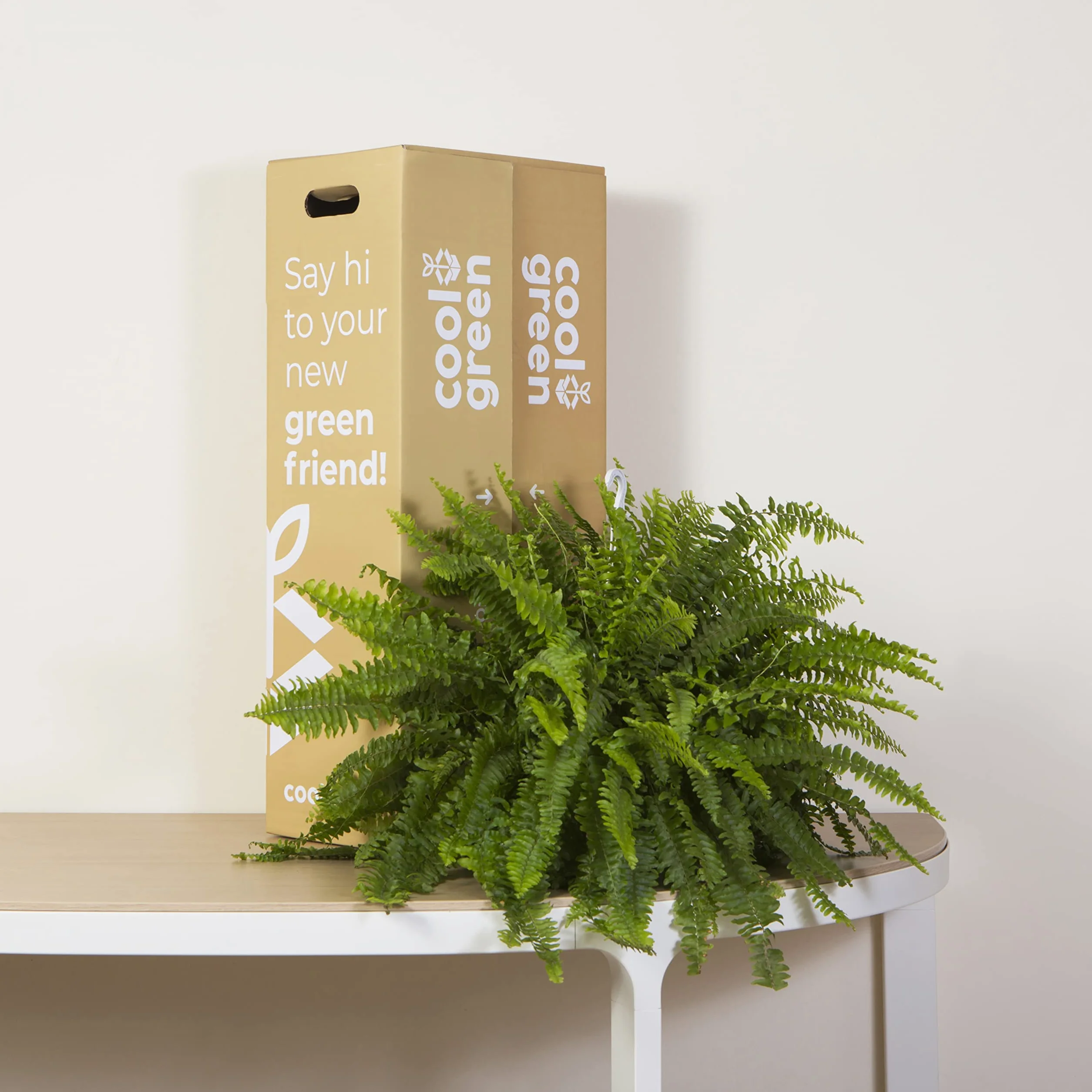 Cool Green - Plantas Naturales - Helecho Espada - Apta para Mascotas