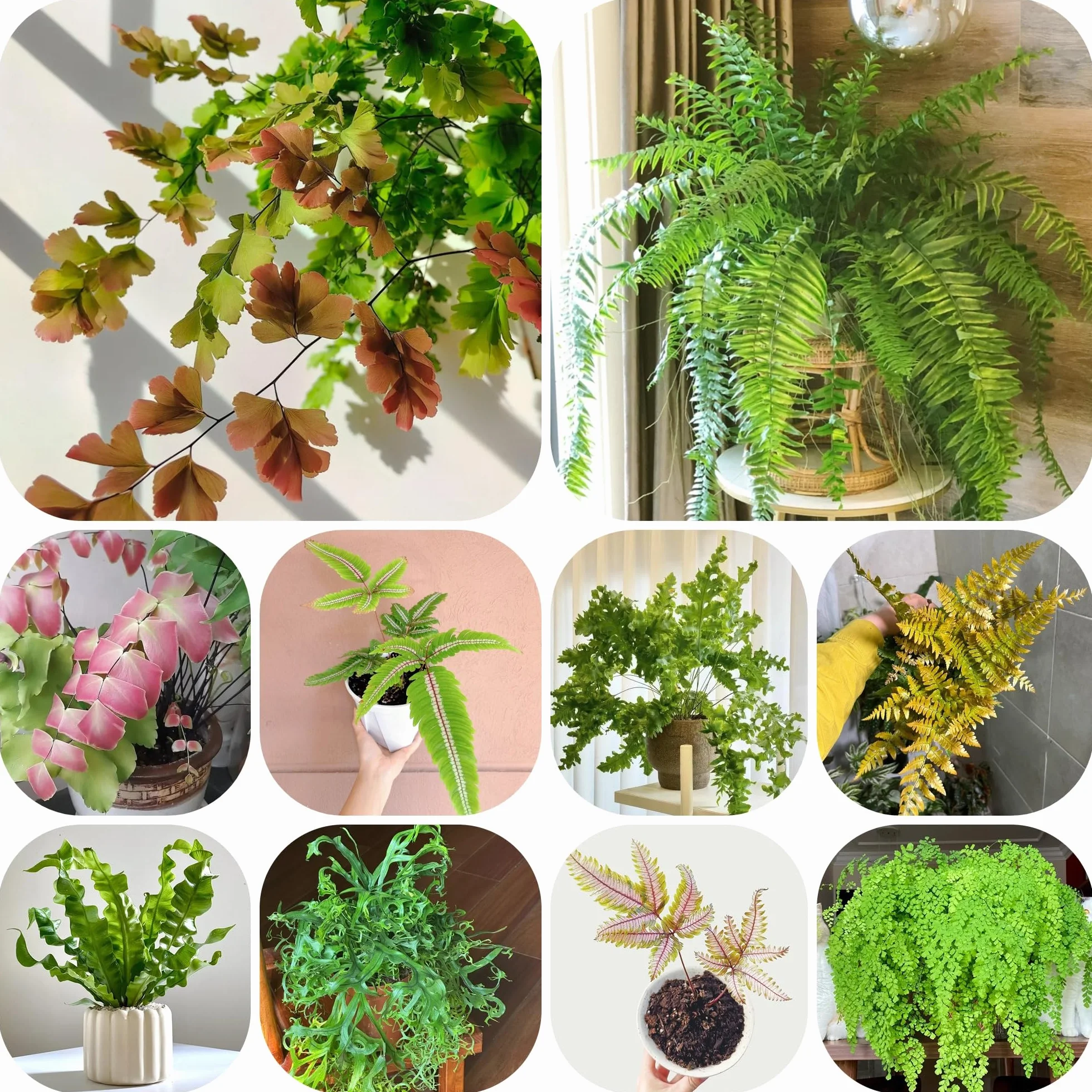 Helechos Resistentes Semillas 300pcs para Jardín