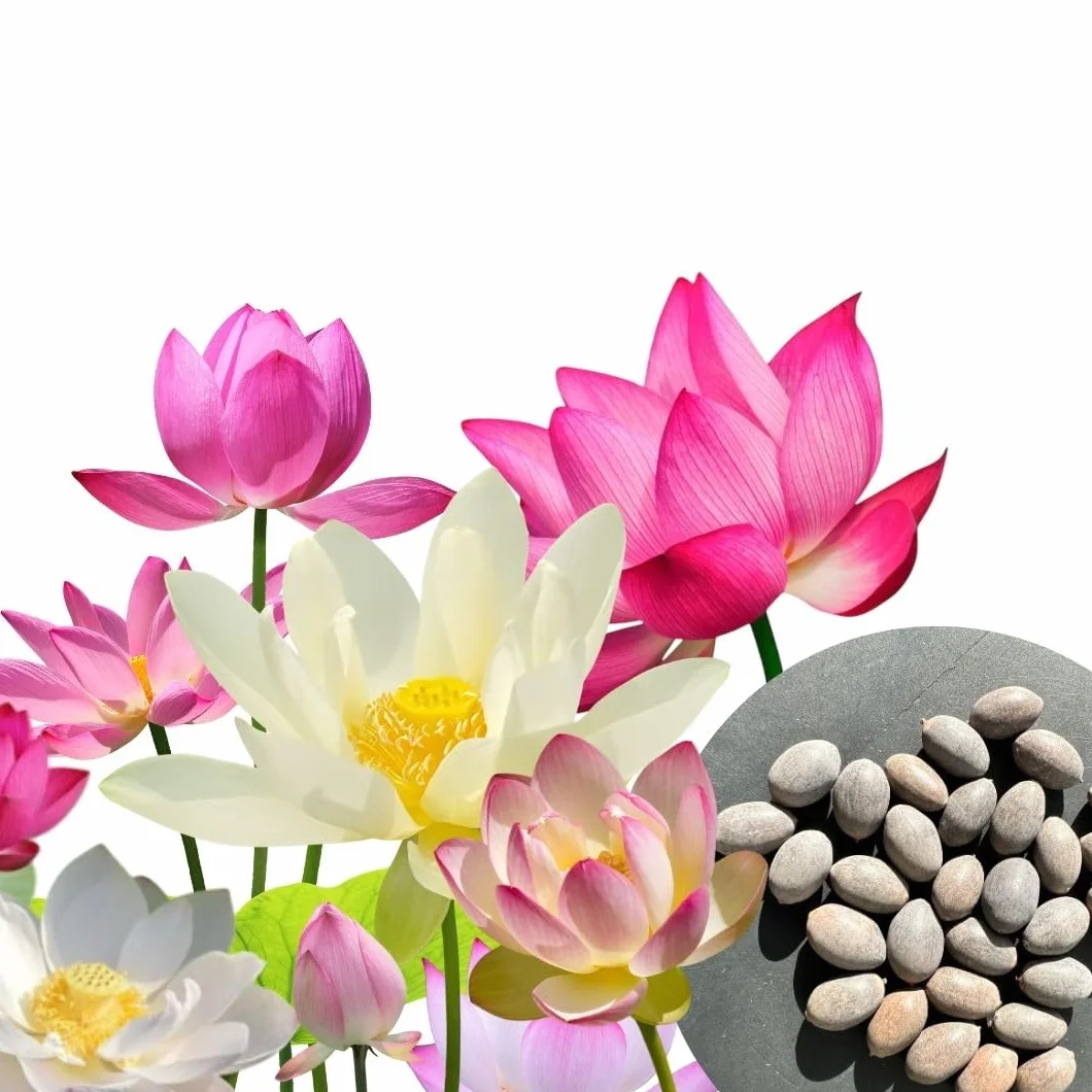 Semillas de loto Nelumbo nucifera 3 colores blanco rosa rojo planta acuática para estanque jardín