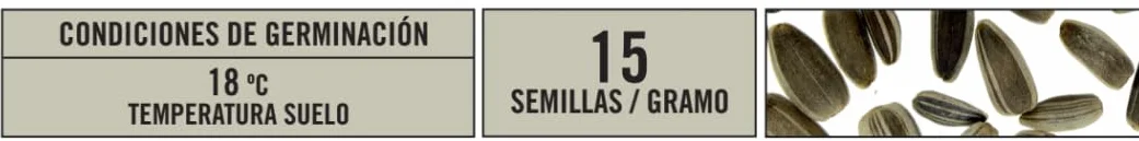 Semillas Batlle Girasol enano amarillo