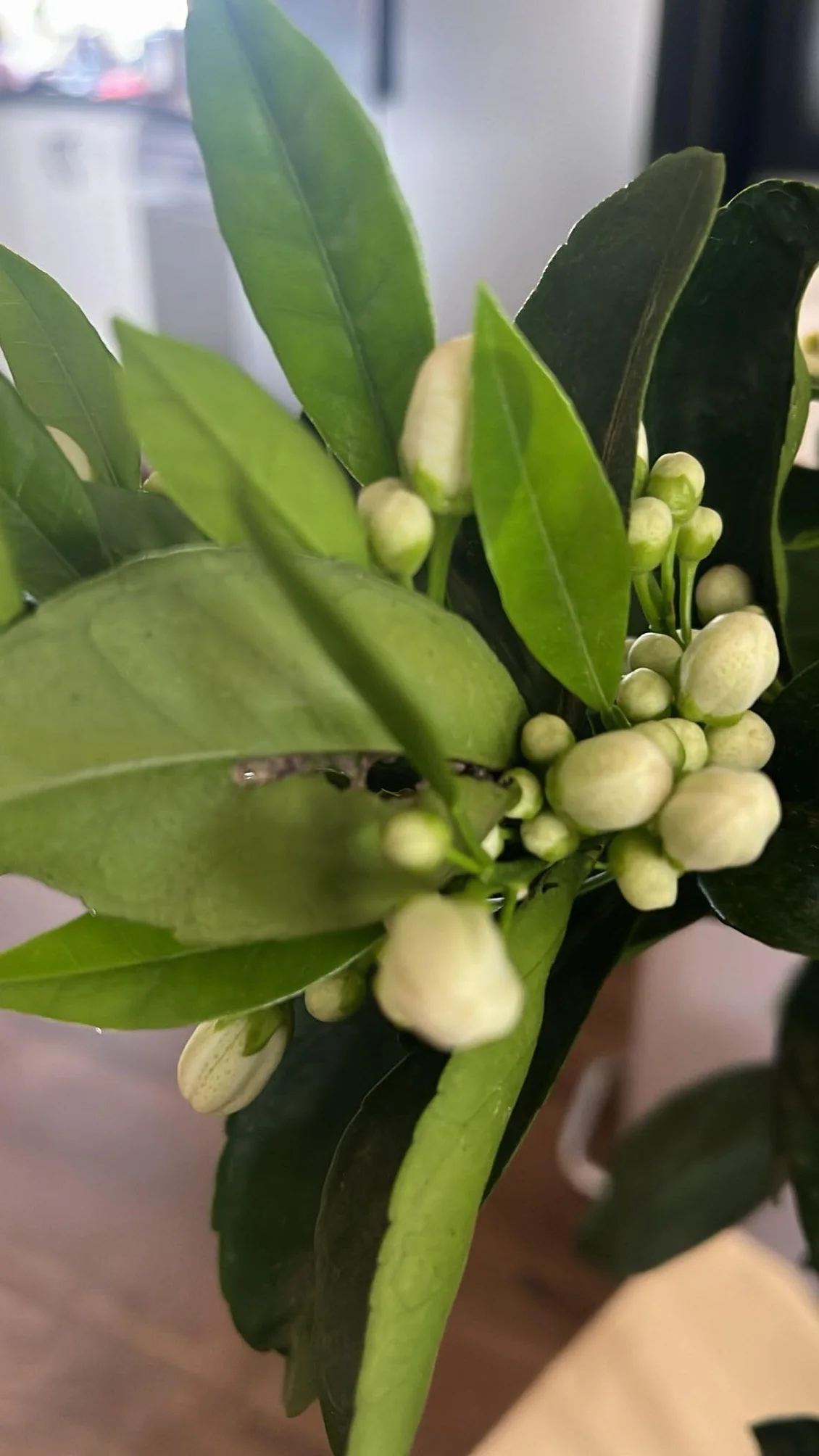 Árbol Naranjo Valenciano en Maceta, Planta Cítrica con Flores Blancas, Naranjas Dulces