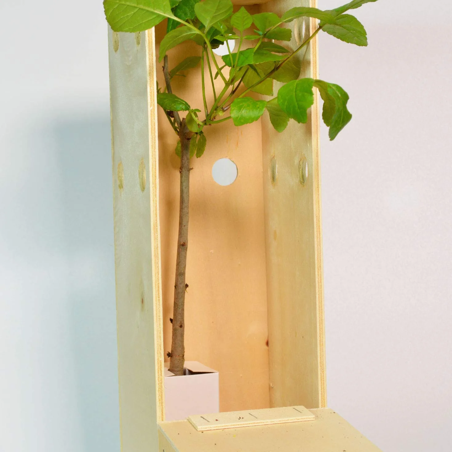 FRESNO alveolo forestal en caja de madera arbolito regalo