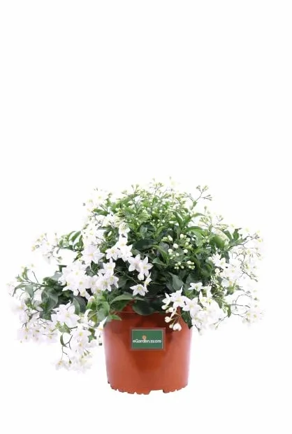 Jazmín Nocturno Natural Planta Enredadera para Jardín