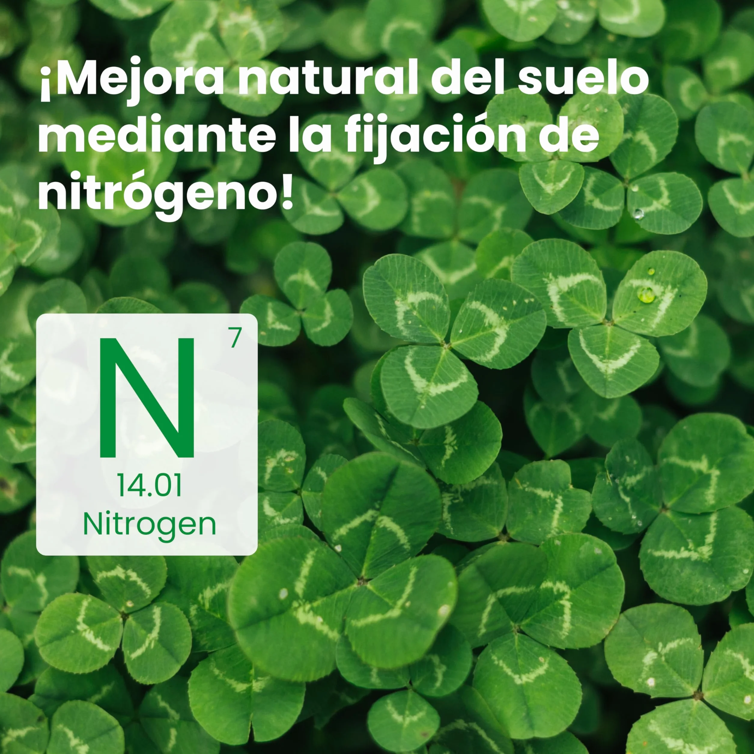LERAVA Semillas Trebol Blanco Enano 200g 50m² Fija el Nitrógeno Mejora la Fertilidad del Suelo