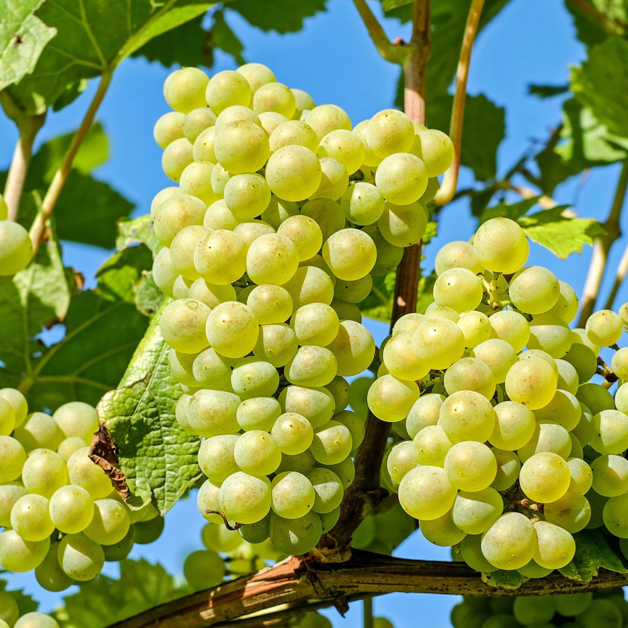 Vitis Vinifera Uva Blanco Set de 3 Maceta 9cm Altura 25-40cm