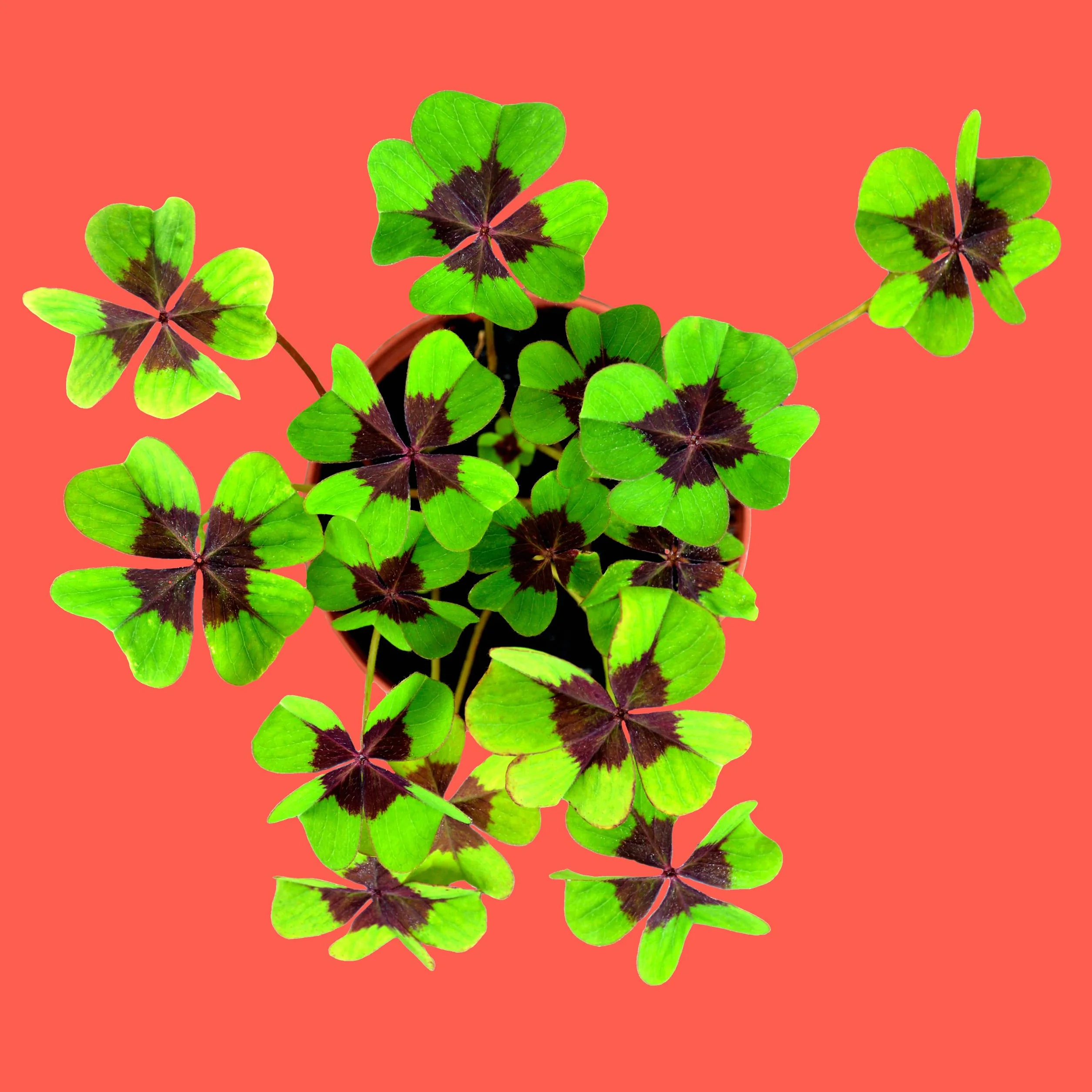 Oxalis Deppei Kit Cultivo Trébol 4 Hojas Planta Natural Suerte Amuleto Vivo