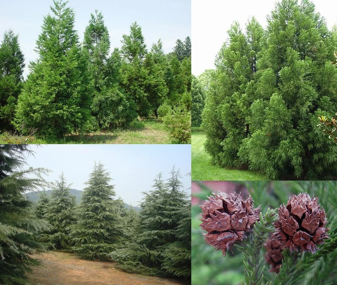 Semillas de Cedro Japonés Cryptomeria japonica - 25 Semillas de Bonsái Resistente