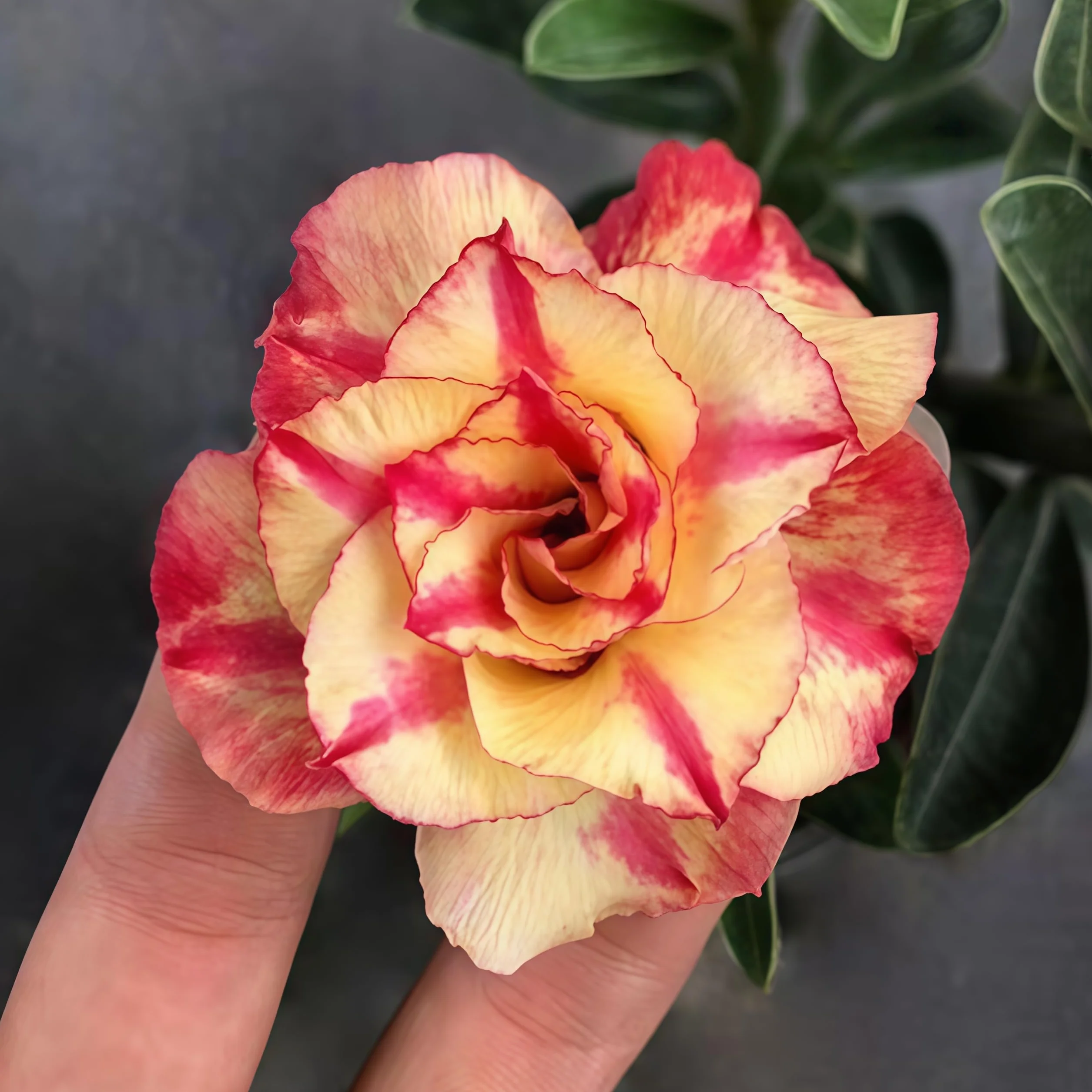 Rosa del desierto resistente al frío y a la sequía (1 pulgada), florece todo el año
