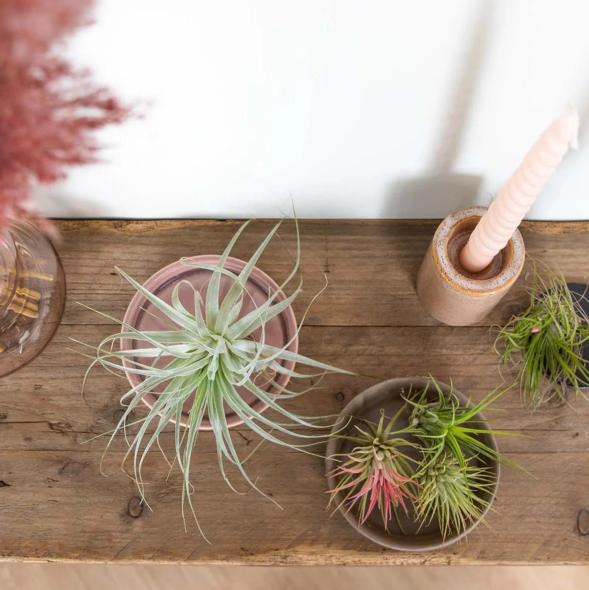 Bloomique Mix de 5 Tillandsia Plantas de aire interior 5-15 cm
