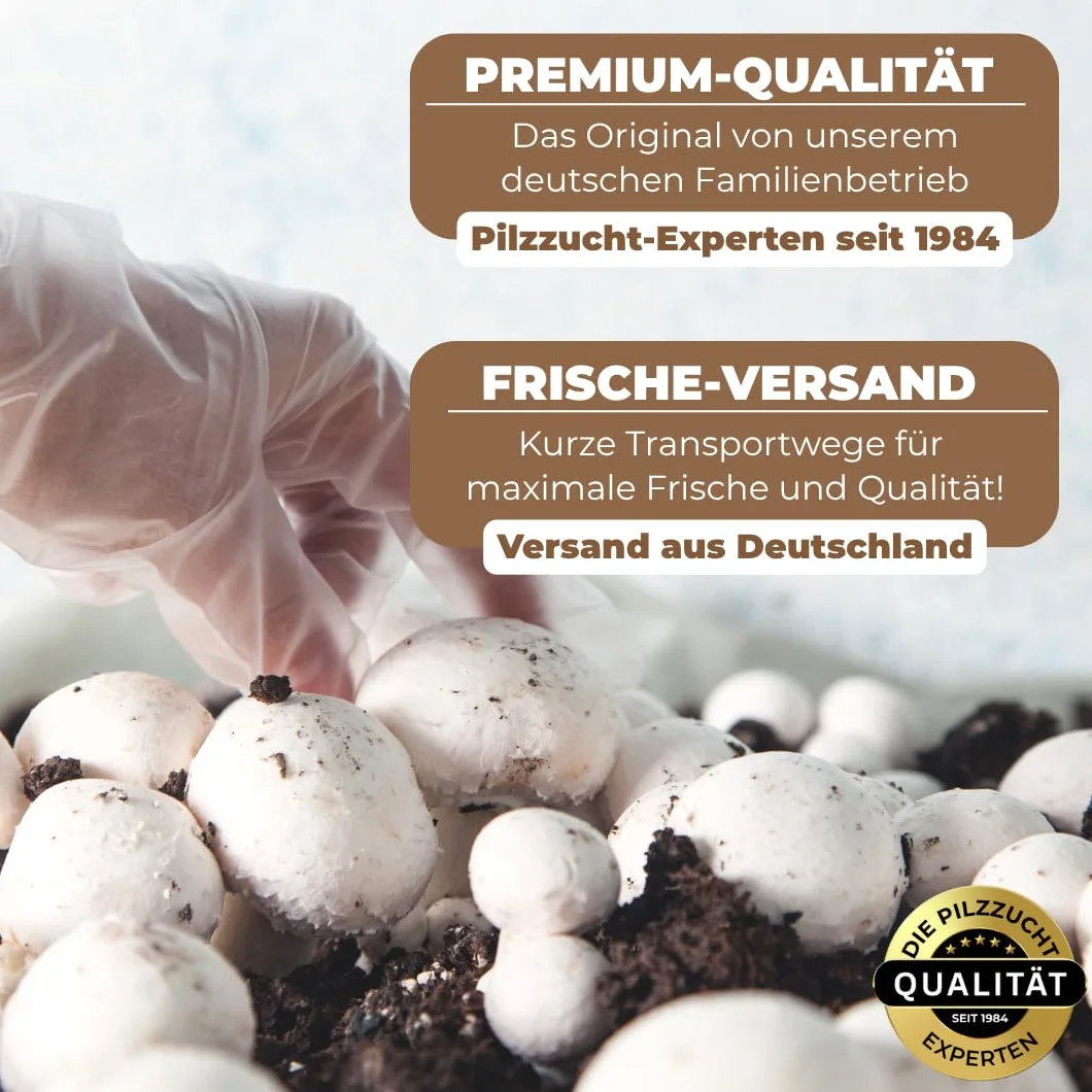 Hawlik Pilzbrut I setas de ostra para cultivar usted mismo - 20 espigas con micelios de champiñon