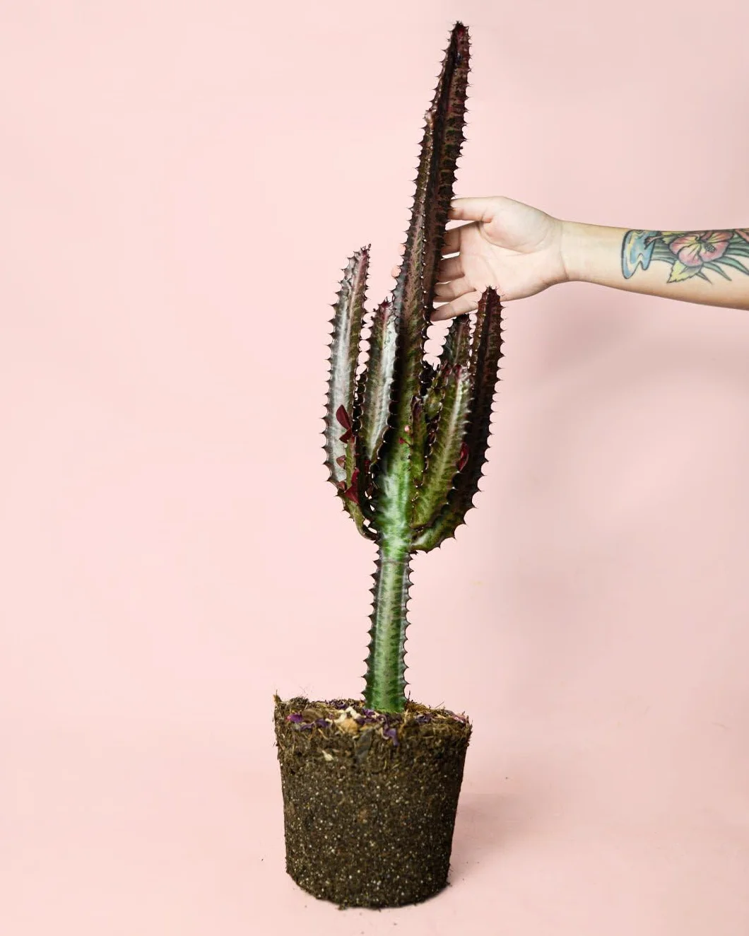 Euphorbia Trigona Rubra L Cactus Naturales Exterior
