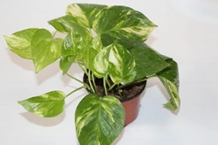 Maceta colgar 10,5 cm Ø Planta viva interior