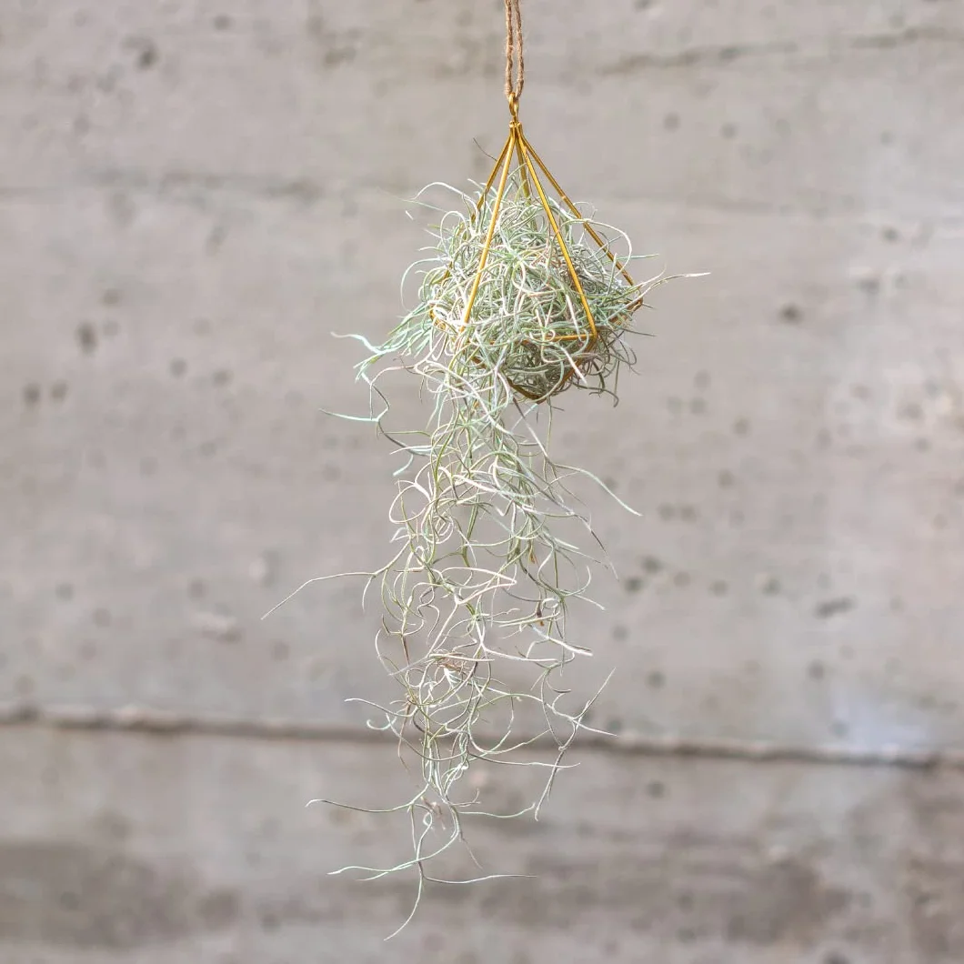 Tillandsia Usneoides Natural - Clavel del Aire - Planta Colgante de Exterior e Interior (50-60 cm)