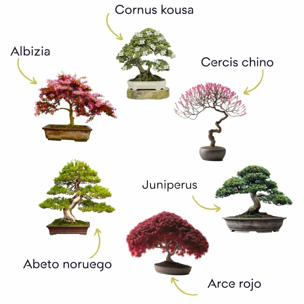 CULTIVEA Kit de Bonsái Premium - Jardinería y Decoración - Herramientas, Tijeras, Fertilizante