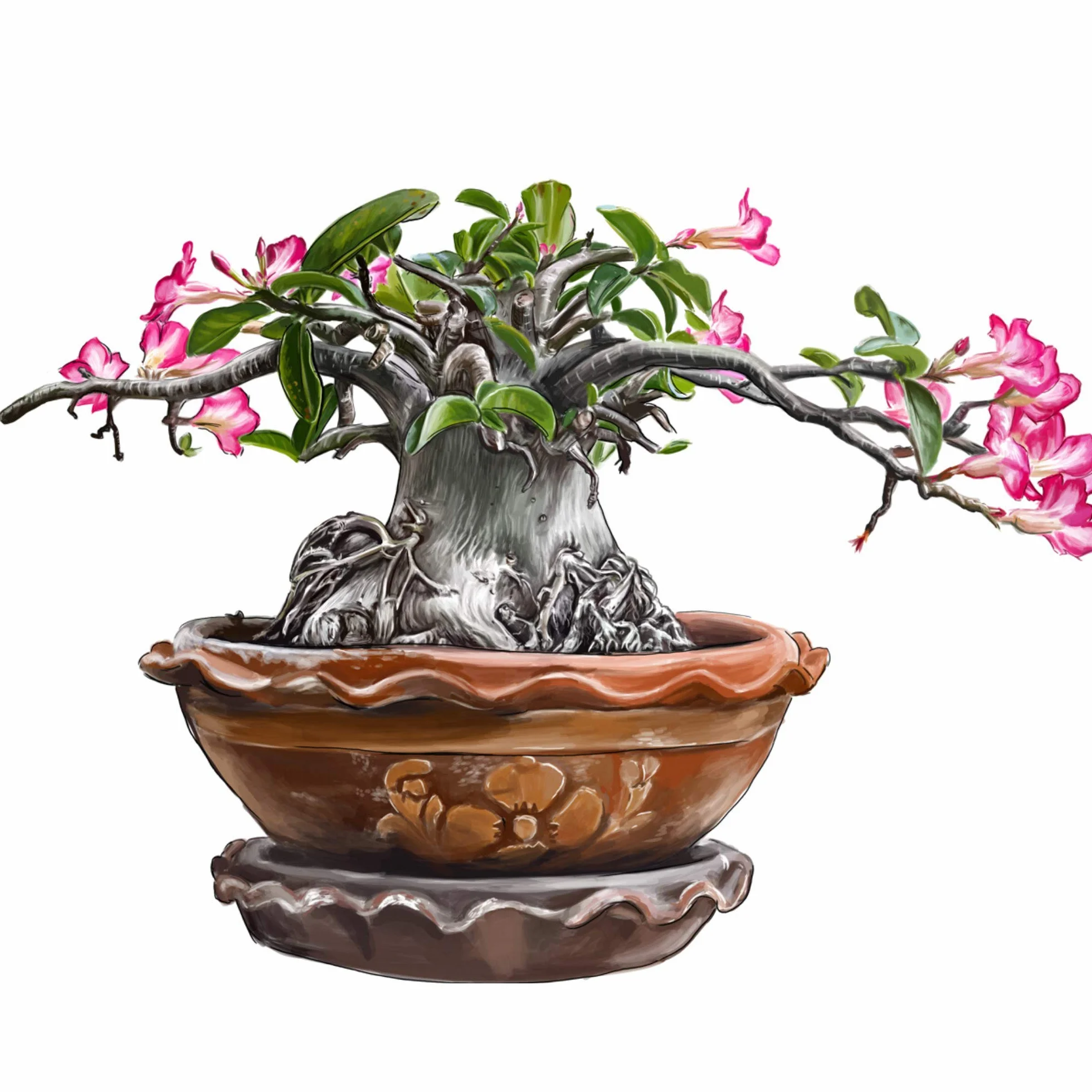 Semillas de cactus exóticas con alta germinación – Juego de semillas suculentas para cactus floreciente