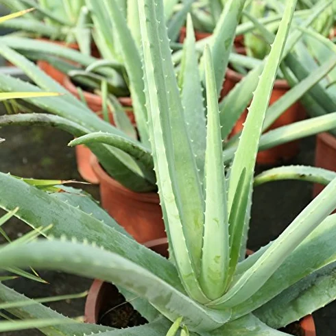 Aloe Vera Planta Viva Maceta 13cm
